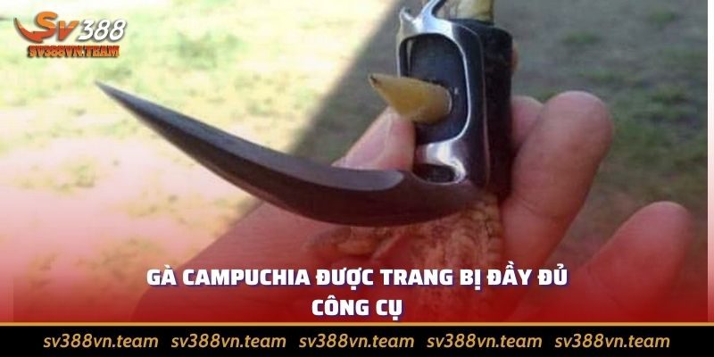 Đá Gà Campuchia - Điểm Đặc Biệt Thu Hút Người Chơi 2 Mỗi chiến kê ra trận đều được trang bị đầy đủ