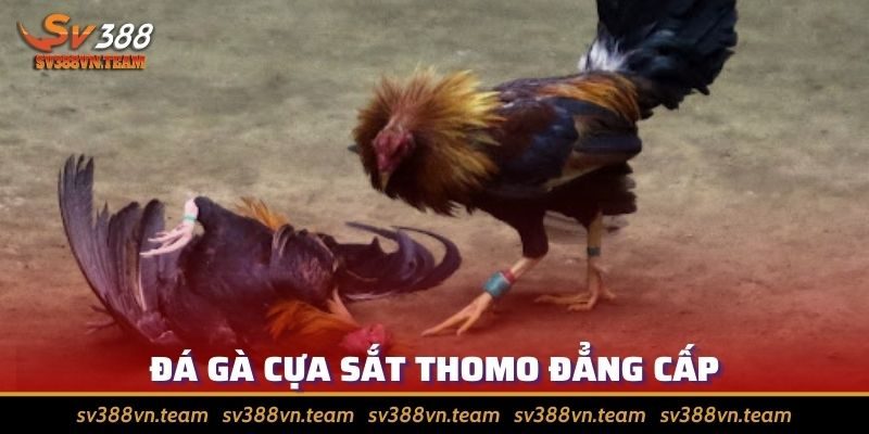 Đá Gà Tre Thomo - Khám Phá Sân Chơi Thu Hút Anh Em Sư Kê 3 Nhắc đến gà tre Thomo, phải kể đến môn cựa sắt